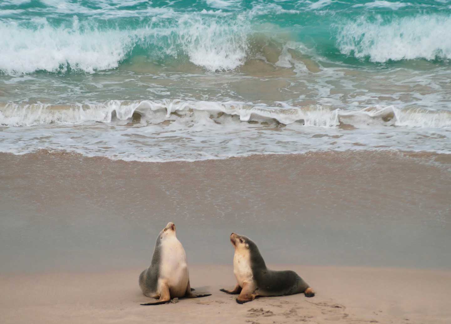 Two seals by the beach
