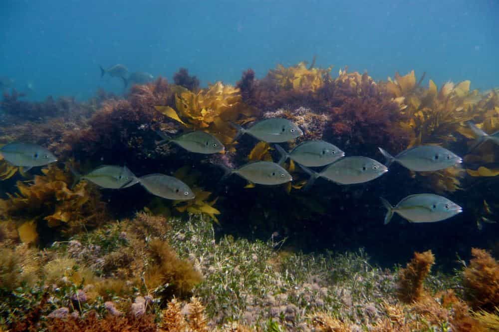 A school of fish near a coral reef in the ocean