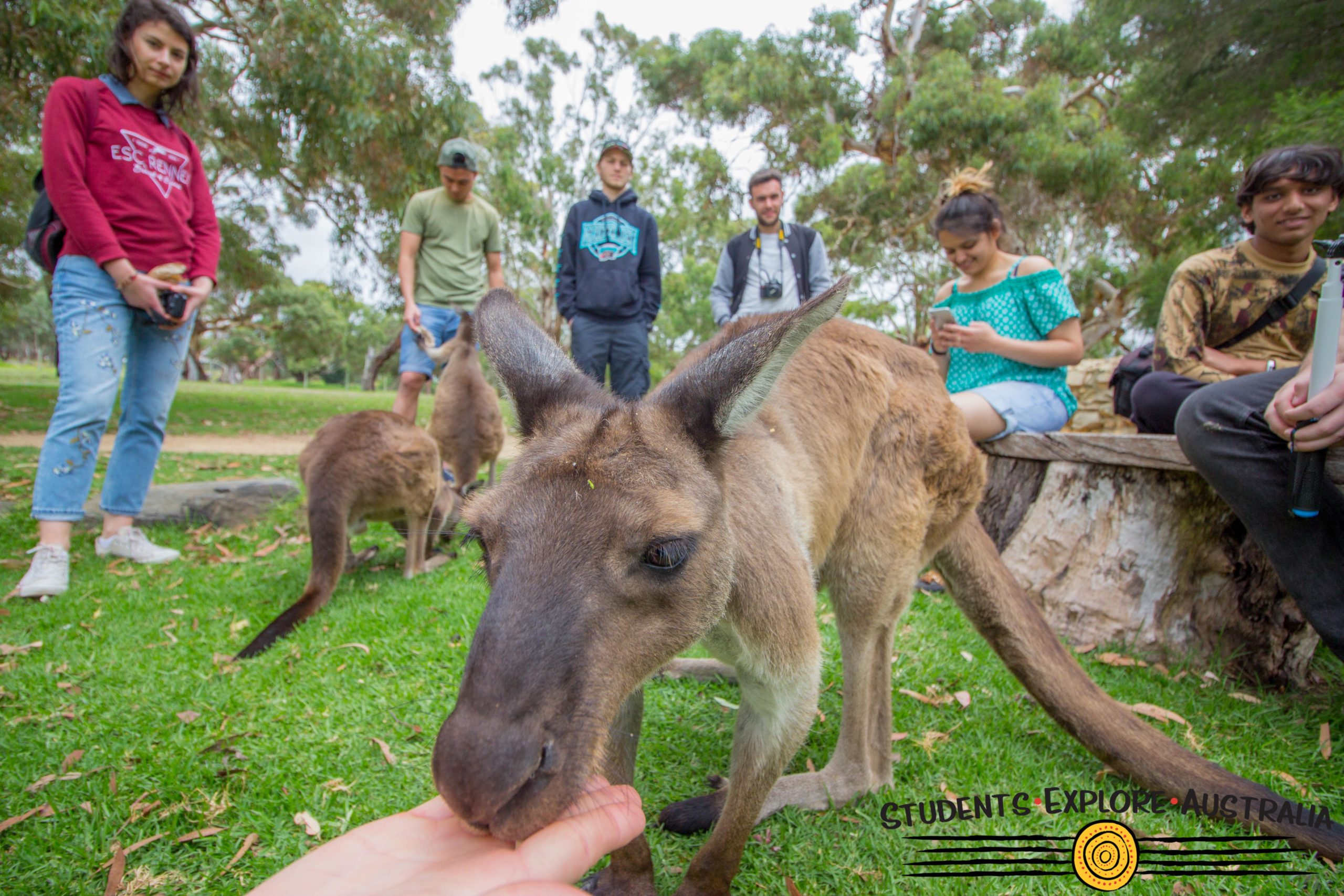 Kangaroo eating from human hands watched by other humans
