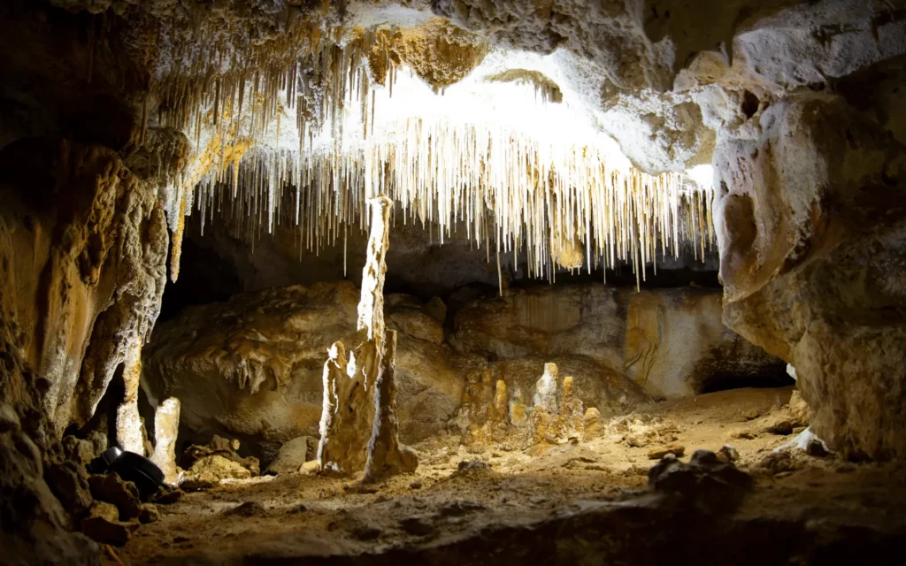 A beautiful image of the Naracoorte Caves with stalactites growing downwards from the cave ceiling which are highlighted with natural light.