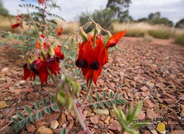 Middle School Camps South Australia Red flowers with black spots on the grounds surrounded by pebbles