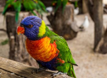 Primary School Camps South Australia a colourful bird on a branch