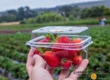 Strawberries in a plastic container held by a hand at the farm