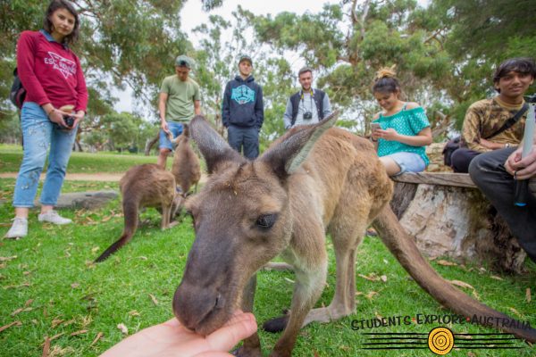 Kangaroo eating from human hands watched by other humans