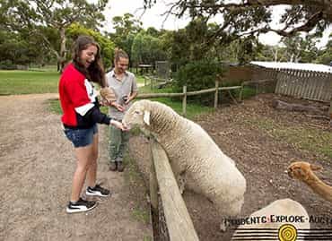 Girl at a farm feeding a sheep